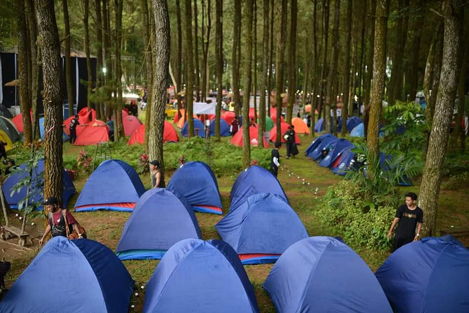 Pinus Camp Songgon